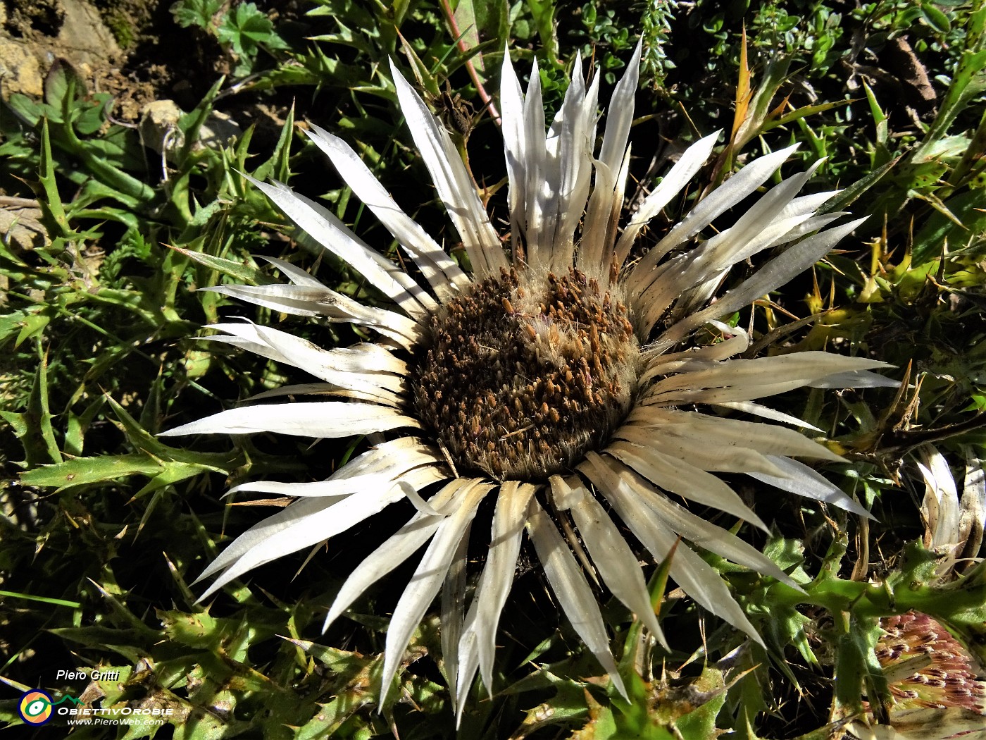 04 Carlina acaulis (Carlina bianca) incontrata sul percorso.JPG